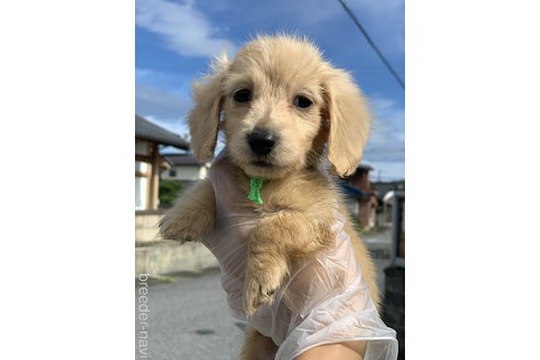 子犬
