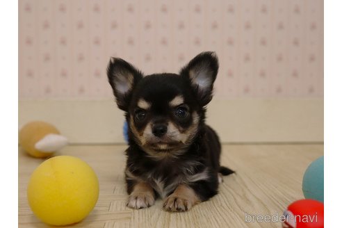 成約済の岡山県のチワワ(ロングコート)-266515の4枚目