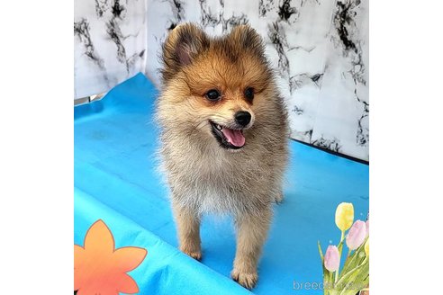 成約済の茨城県のポメラニアン-255189の33枚目