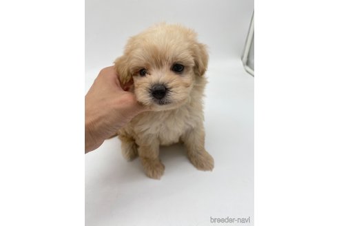 成約済の愛知県のマルプー:マルチーズ×トイプードル-266536の5枚目