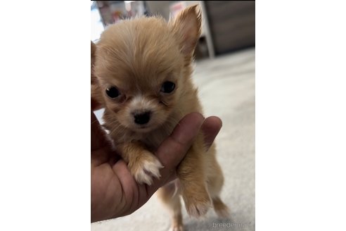 成約済の福岡県のチワワ(ロングコート)-266538