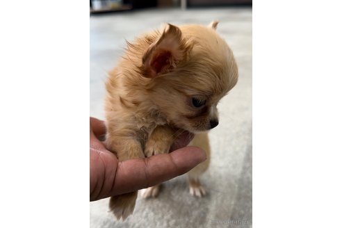 成約済の福岡県のチワワ(ロングコート)-266538の5枚目