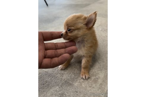 成約済の福岡県のチワワ(ロングコート)-266538の3枚目