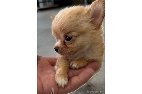 成約済の福岡県のチワワ(ロングコート)-266538の4枚目