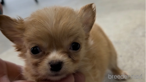 成約済の福岡県のチワワ(ロングコート)-266538の2枚目