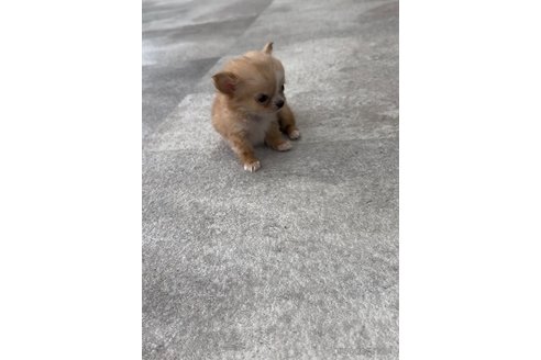 成約済の福岡県のチワワ(ロングコート)-266549の4枚目