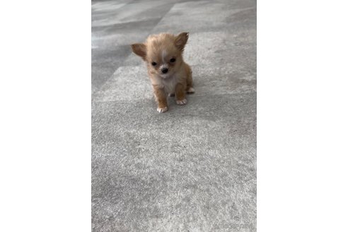 成約済の福岡県のチワワ(ロングコート)-266549の3枚目