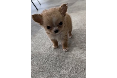 成約済の福岡県のチワワ(ロングコート)-266549の5枚目