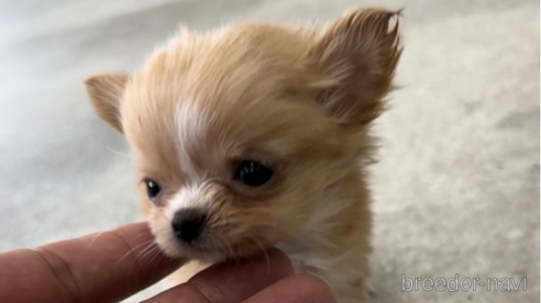 成約済の福岡県のチワワ(ロングコート)-266549の2枚目