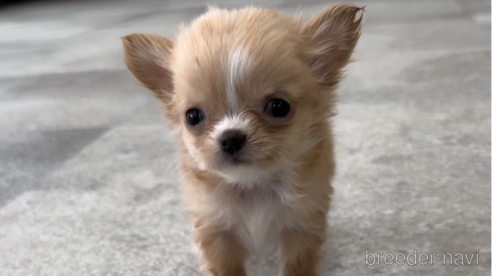 成約済の福岡県のチワワ(ロングコート)-266549