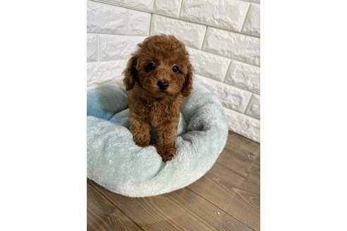 成約済の茨城県のトイプードル-266554の2枚目