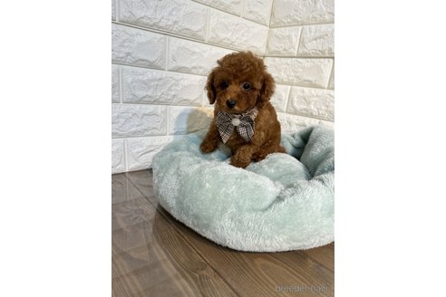 成約済の茨城県のトイプードル-266554の4枚目