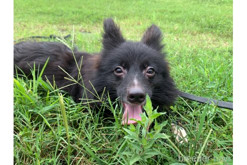 成約済の東京都のミックス犬-234766の5枚目