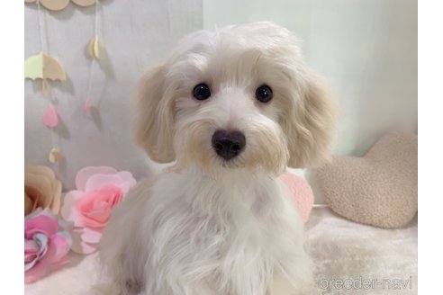 成約済の東京都のミックス犬-246608の39枚目