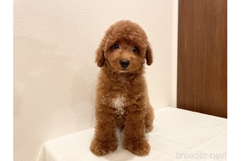 成約済の滋賀県のトイプードル-262807の4枚目