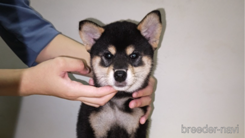 成約済の岡山県の柴犬-261082の1枚目