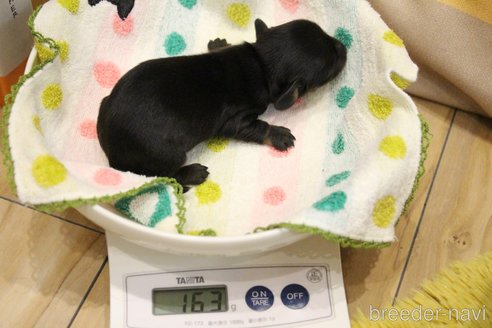 成約済の愛知県のカニンヘンダックスフンド(ロングヘアード)-266666の54枚目