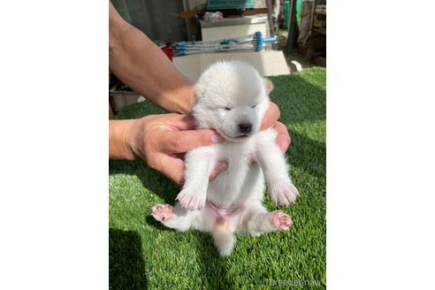 成約済の広島県の柴犬-266685の6枚目
