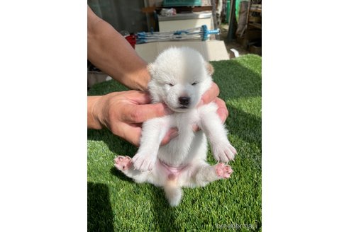 成約済の広島県の柴犬-266685の8枚目