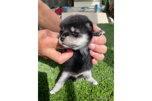成約済の広島県の柴犬-266687の3枚目