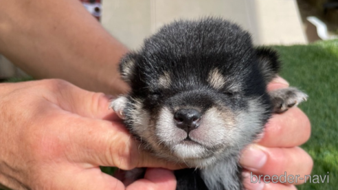 成約済の広島県の柴犬-266687の2枚目