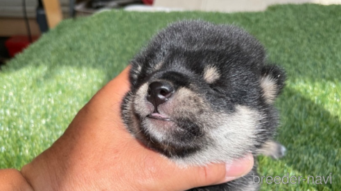 成約済の広島県の柴犬-266688の5枚目