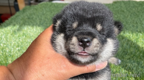 成約済の広島県の柴犬-266688の4枚目