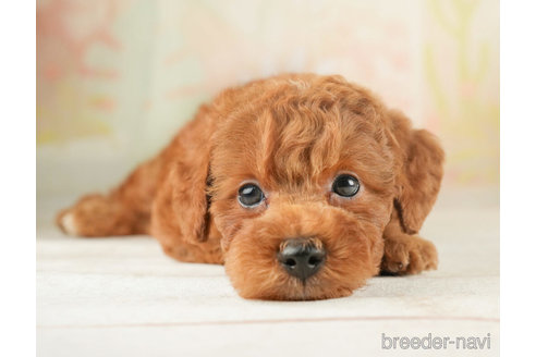 成約済の千葉県のトイプードル-266691の5枚目