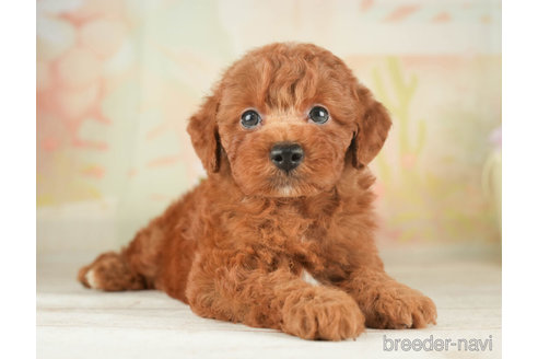 成約済の千葉県のトイプードル-266691の2枚目