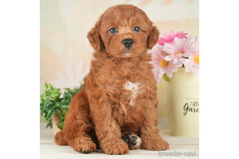 成約済の千葉県のトイプードル-266691の3枚目