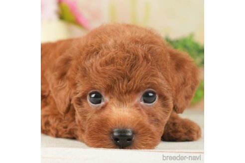 成約済の千葉県のトイプードル-266692