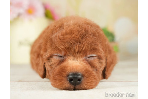 成約済の千葉県のトイプードル-266692の3枚目