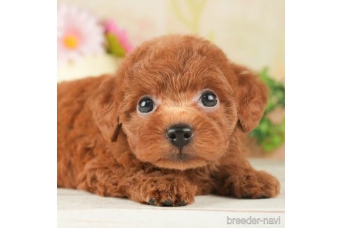 成約済の千葉県のトイプードル-266692の4枚目