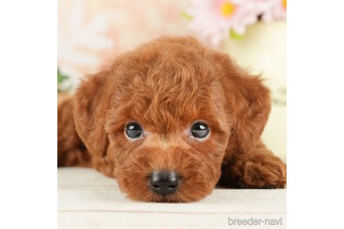 成約済の千葉県のトイプードル-266693