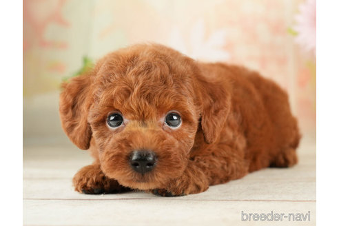 成約済の千葉県のトイプードル-266693の2枚目