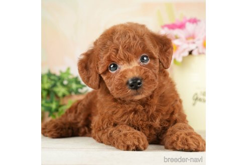 成約済の千葉県のトイプードル-266693の4枚目