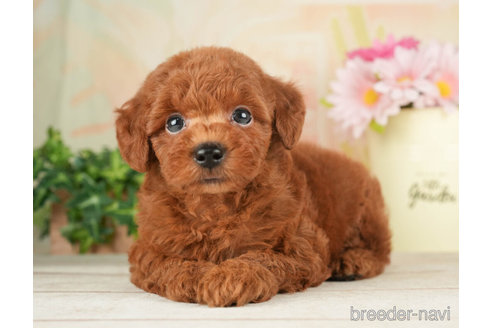 成約済の千葉県のトイプードル-266693の5枚目