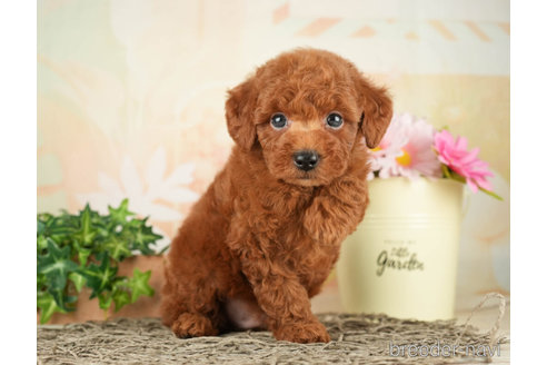 成約済の千葉県のトイプードル-266693の3枚目