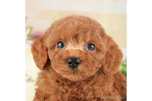 成約済の千葉県のトイプードル-266694の3枚目