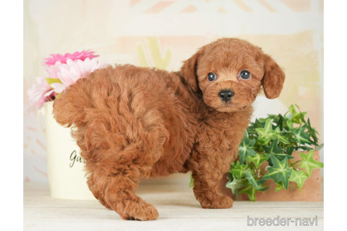 成約済の千葉県のトイプードル-266694の4枚目