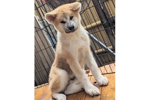 販売中の滋賀県の秋田犬-250099