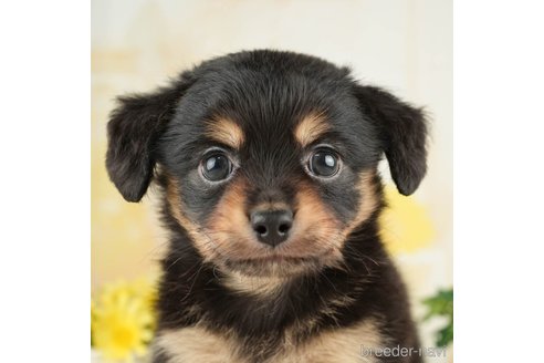 成約済の千葉県のチワックス:チワワ×ミニチュアダックスフンド-266696の1枚目