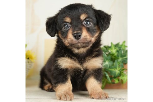 成約済の千葉県のチワックス:チワワ×ミニチュアダックスフンド-266696の2枚目