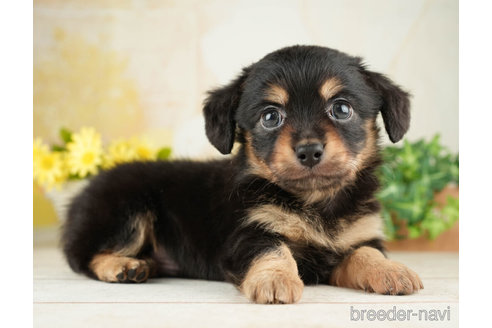 成約済の千葉県のチワックス:チワワ×ミニチュアダックスフンド-266696の4枚目