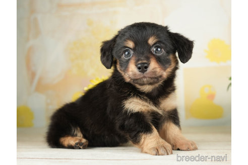 成約済の千葉県のチワックス:チワワ×ミニチュアダックスフンド-266696の5枚目