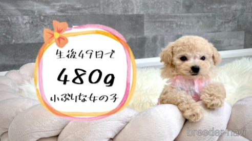 販売中の滋賀県のタイニープードル-266698