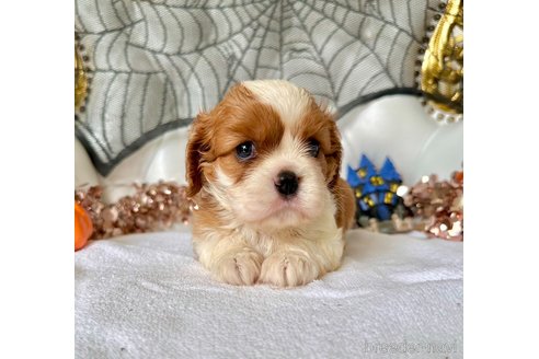 販売中の福岡県のキャバリアキングチャールズスパニエル-266703