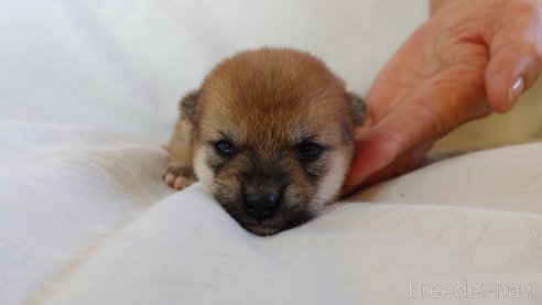 成約済の愛知県の豆柴-266724の5枚目