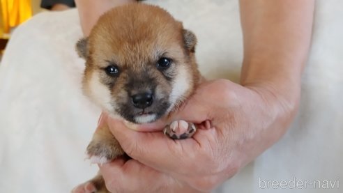 成約済の愛知県の豆柴-266724の3枚目