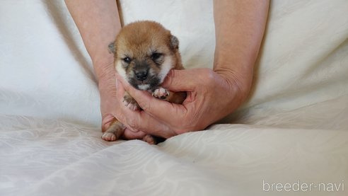 成約済の愛知県の豆柴-266724の1枚目